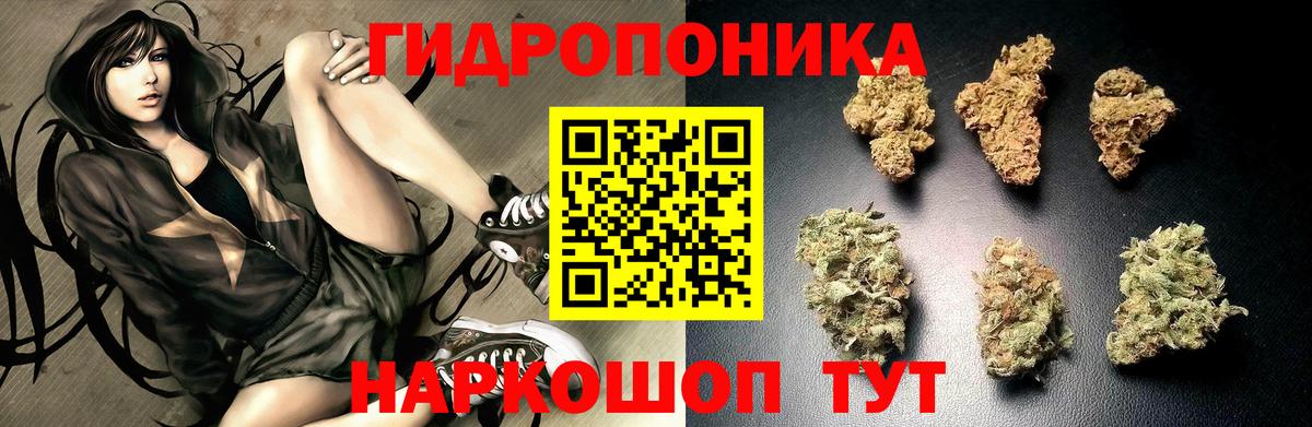 Канабис сатива Сланцы